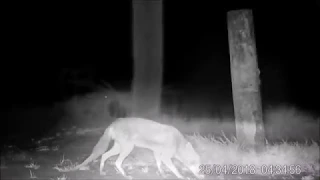Steenmarters en vossen op de wildcamera