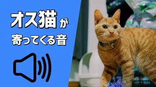 【ネコ様用】オス猫が寄ってくる音