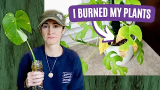 Conquering Fertilizer Burn: Lessons Learned from My Stupid Mistake