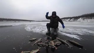 Первый лед начинается с КЛЕВОЙ РЫБАЛКИ!