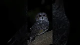 mottled wood owl , kollikuravan, കാലൻകോഴി , തച്ചൻ കോഴി, നെടിലാൻ