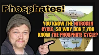 The Phosphate Cycle & Your Aquarium. How Algae, Plants & Fish Use Phosphorus in  Freshwater Systems.