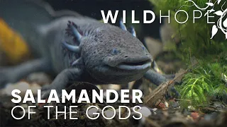 Saving axolotls in the heart of Mexico City | WILD HOPE