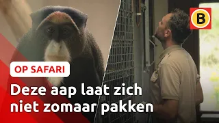 Nieuwe aapjes geruild met Duitsland 🙈| Op Safari