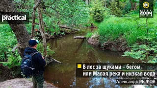 В лес за щуками – бегом, или Малая река и низкая вода. Александр Рыжов. Anglers Practical