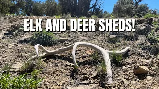 SHED HUNTING | COLORADO | PUBLIC LAND | ELK AND DEER SHEDS | KANSAS PEEPS
