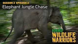 Elephant Jungle Chase | Borneo Wildlife Warriors | S02E03 | [UHD/4K] | SZtv