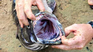 🔥 IMPOSSIBLE Bow Shot! 🏹 Amazonian Native Shoots Fish in Head!!! #shorts🐺