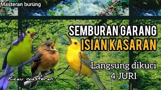 MASTERAN BURUNG FIGTHER ! ISIAN KASARAN Langsung dipantau 4 juri Part 35