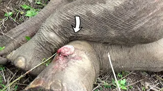 Lifesaving surgery to elephant suffering from traumatic gunshot injury covered with skin lump
