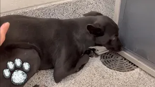 She Can't Stop Shaking with Fear, Trying to Hide in the Corner and Under the Bed