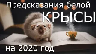 Предсказания Белой Крысы на 2020 год