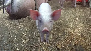 ‼️Средний вес 33-х дневного поросенка🐷🐖‼️Откормочных свиней становится все меньше🐽