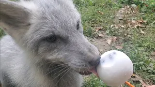 Pet foxes get Popsicles