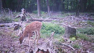 August 1- 14, 2020 Trail Cam pics