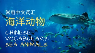 中文动物词汇-海洋动物篇 Chinese Vocabulary - Sea Animals | 学汉字 xhanzi.com