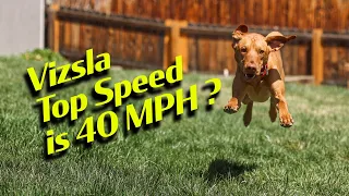 1yr Vizsla Average Speed