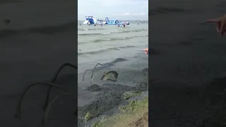 Змей камкаед 🤣 на пляже Анапы. Пожиратель морских водорослей