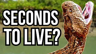 8 Of The Deadliest Snakes In The World - Highly Venomous Snakes