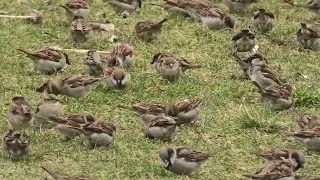 Tree Sparrow & House Sparrow Facts