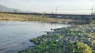 pesca con amigos después de la lluvia Pejerrey chileno