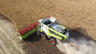 Claas Lexion 8800 1x Claas Lexion 8700 1x Žatva repky olejnej 2023 #2