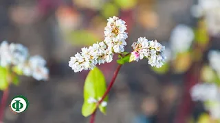 501 Гречиха – средство для молодости