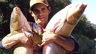 Pescaria incrível de carpas nativas em cavas