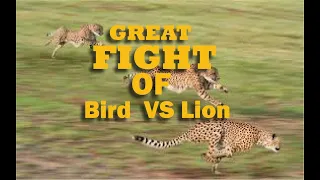 Lions Catch Birds Fight For Life .............. Wild Animal Fights