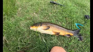 One Of The Hardest Fish To Catch With A Lure. (Koi Carp)