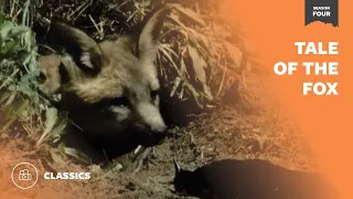 Tale of the Fox | Mutual of Omaha's Wild Kingdom