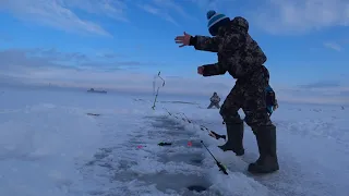 Зимняя рыбалка. Корюшка. Финский залив.