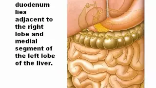 LIVER ULTRASOUND ANATOMY 1.wmv