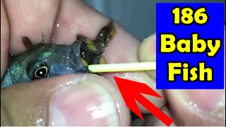 5 Blue princess cichlid fish gave birth to 186 baby fish 😍💪👍🙏