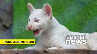 The snow-white albino puma cub you need to see | CBC Kids News