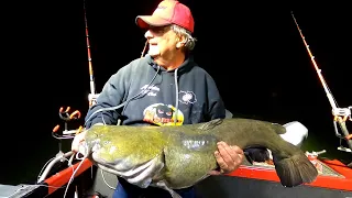 America's Most powerful Catfish, Amazing Big Flathead Catfish