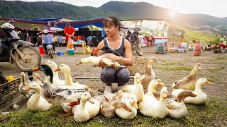 Harvesting Ducks Goes To Village Market Sell - Repair Ducks Farm & Buy Ducklings To Raise