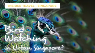 🇸🇬 Birdwatching in Urban Singapore? Check out 10 most exotic birds!