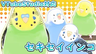 【Live2Dモデル紹介】セキセイインコ