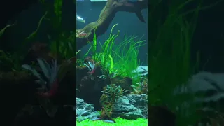Weekaqua M Series M450D1 PRO LED Full spectrum freshwater aquarium light with APP control