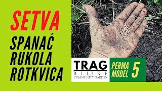 SETVA - SPANAĆ RUKOLA ROTKVICA - JUL/SRPANJ (2021) [TRAG BILJKE]