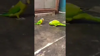 Parrot Being Dramatic & Weird For 14 Minutes - Funny and Cute Bird Compilation#birds