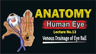 Venous Drainage of Eye Ball | Blood Vessels of Eye ball | Top lesson4u