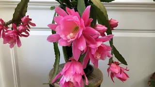 How to get your Epiphyllum Orchid Cactus to bloom