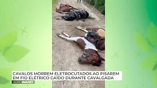 Tragédia: cavalos morrem eletrocutados. Veja  o que aconteceu com o cavaleiros.