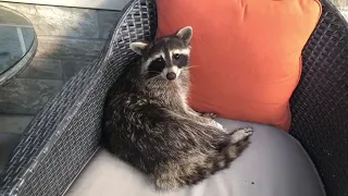 Man Finds Raccoon Chilling in Chair On Porch