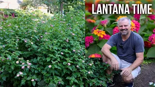 All About Lantana