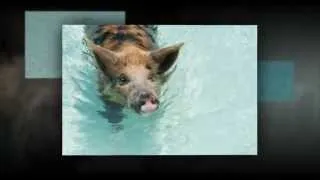 Swimming with pigs on Big Major Cay, Exumas, Bahamas - Slideshow