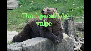 Ursul pacalit de vulpe