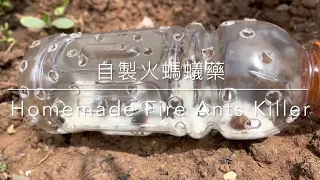 無毒有效 自製火螞蟻藥 預防蚜蟲 Homemade Fire Ants Killer